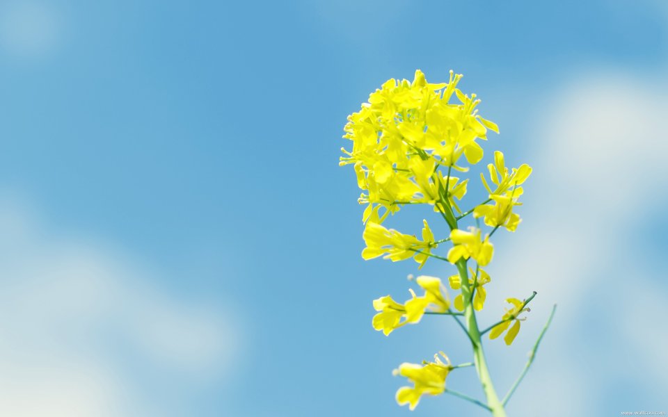 Oil Crop Flowers Under Blue Sky