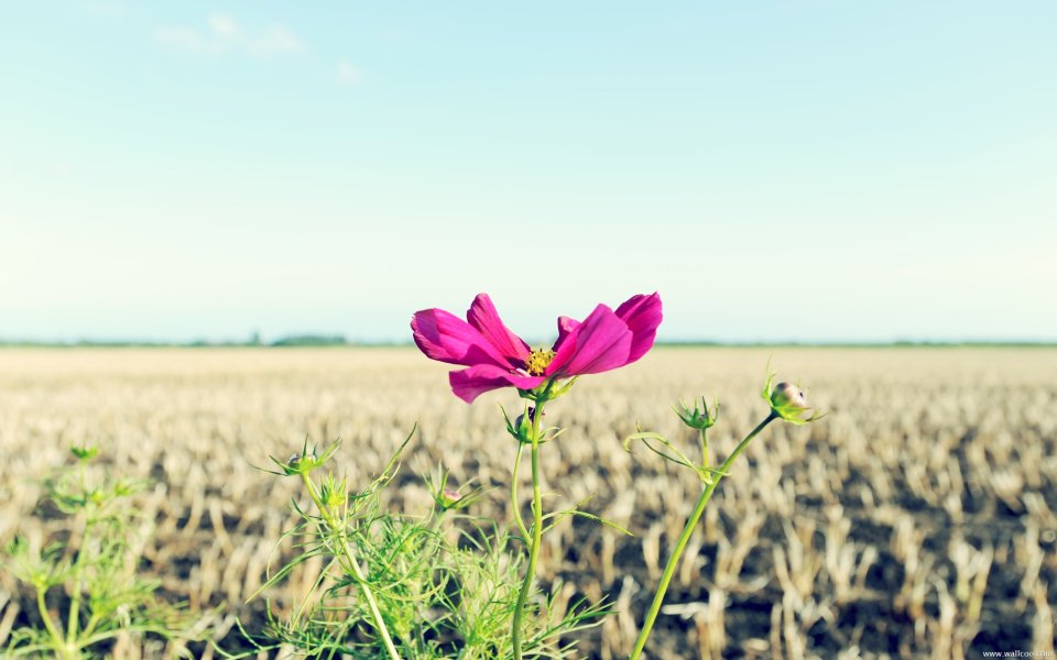 Pink Cosmos Flower In Field
