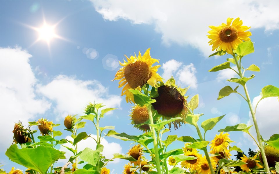Sunflower Field Under Blue Sky