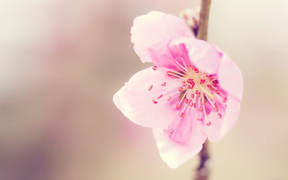 日本樱花绽放特写