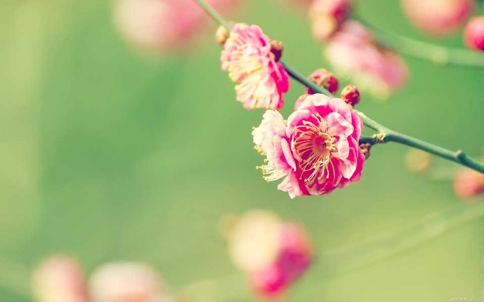 Japanese Plum Blossom Spring Scenery