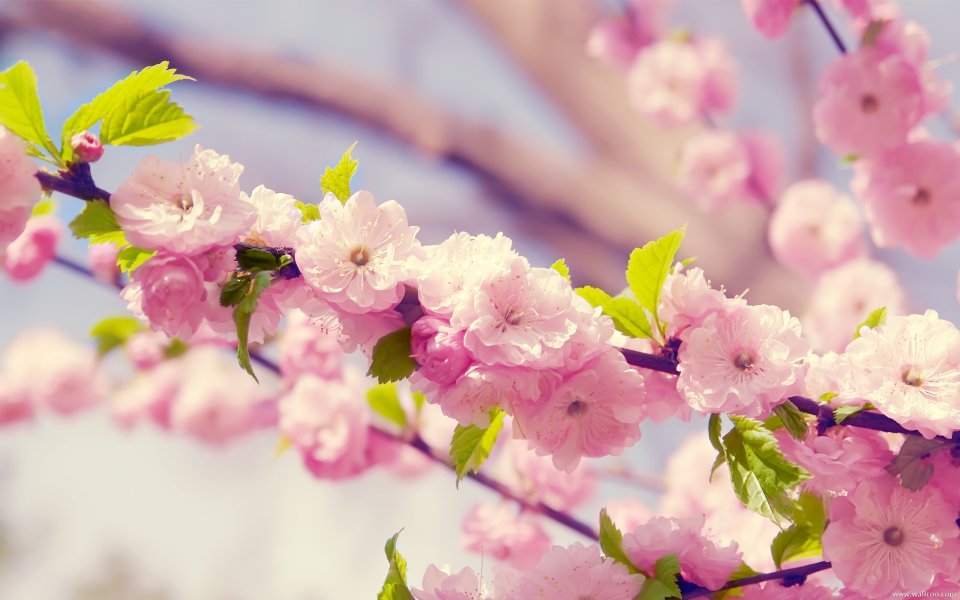 Japanese Spring Sakura Blossom