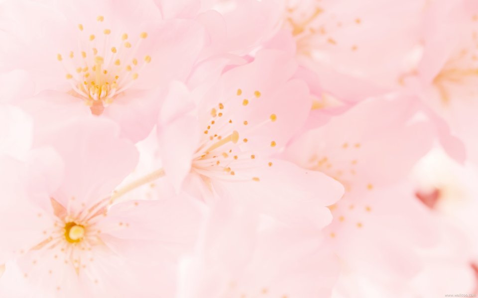 日本樱花盛开的粉色花海
