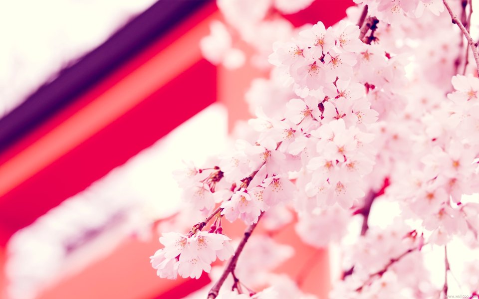 Cherry Blossoms In Front Of Japanese Traditional Architecture
