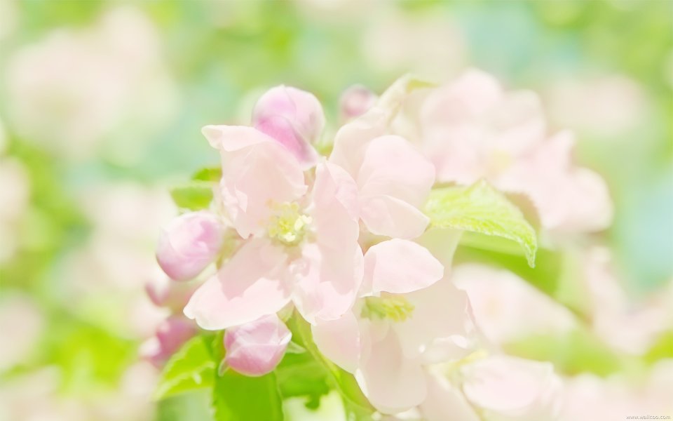 Japanese Spring Sakura Bloom