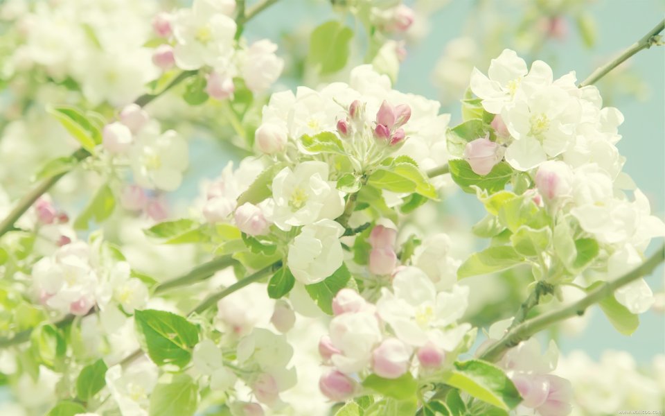 日本春日樱花盛开