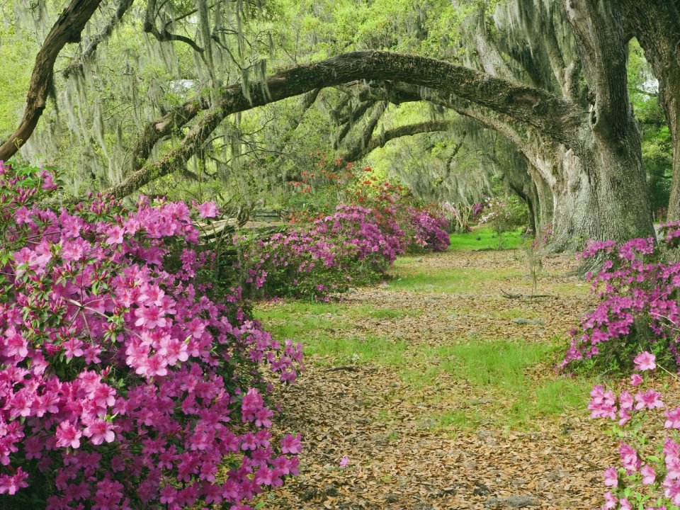 Azaleas Live Oaks Magnolia Plantation South Carolina