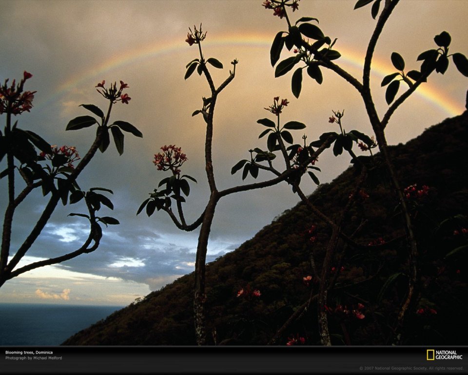 Blooming Trees Rainbow Dominica