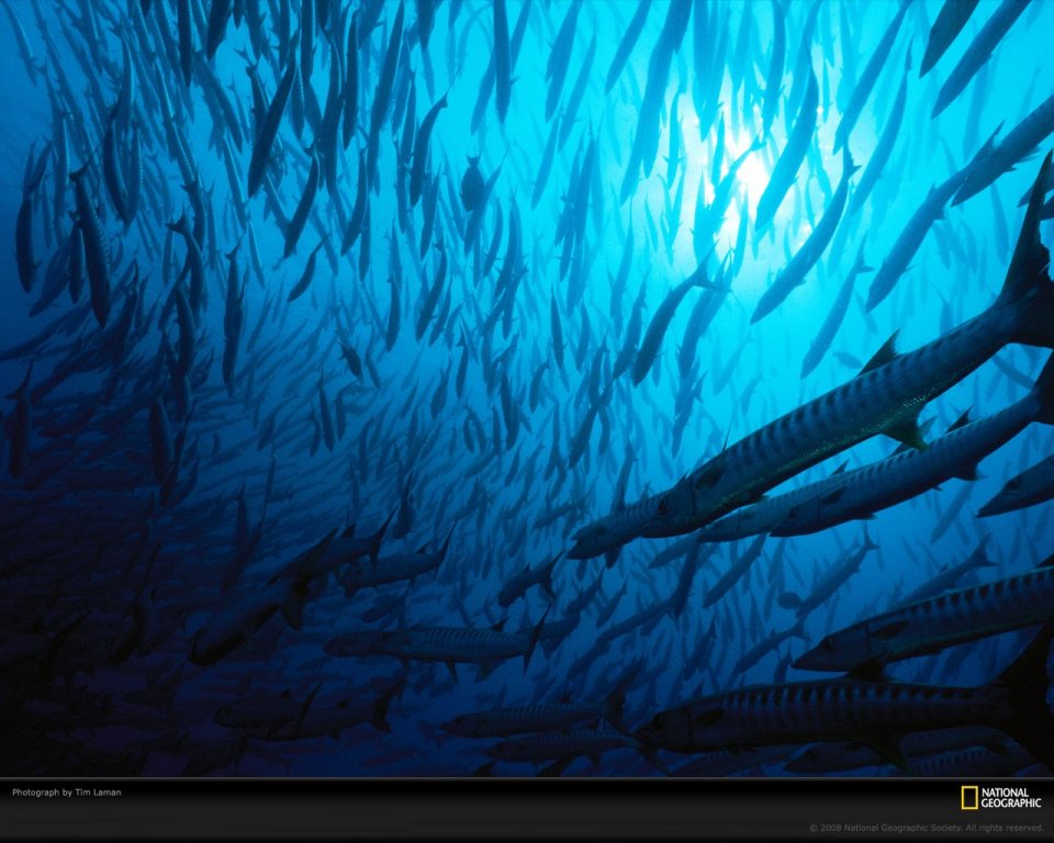 Blue Barracuda School Underwater National Geographic