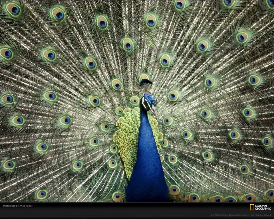 Blue Peacock Display