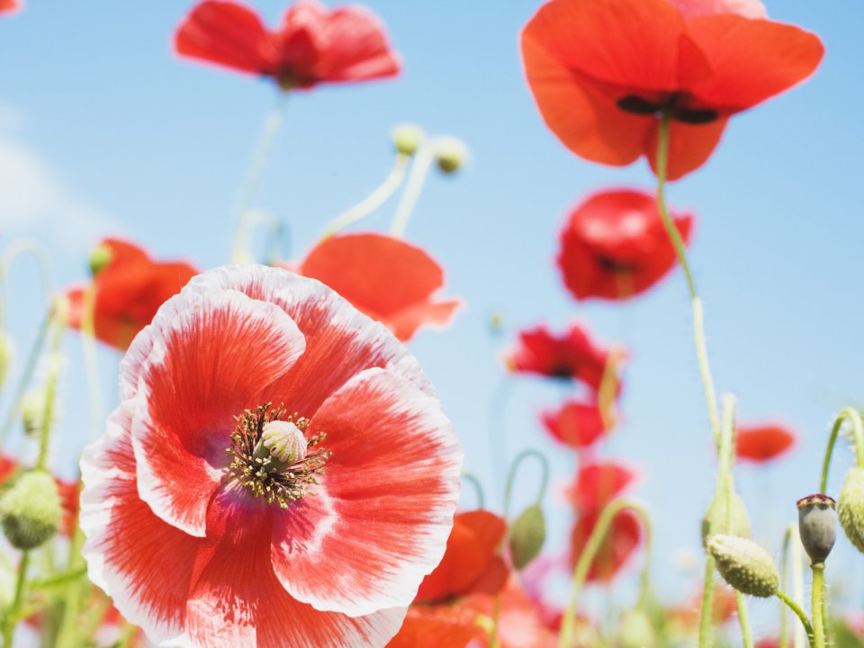 Red And White Poppies Under Blue Sky