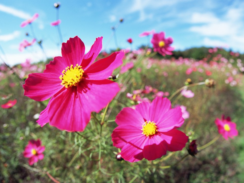 Vibrant Cosmos Flowers Under Blue Sky