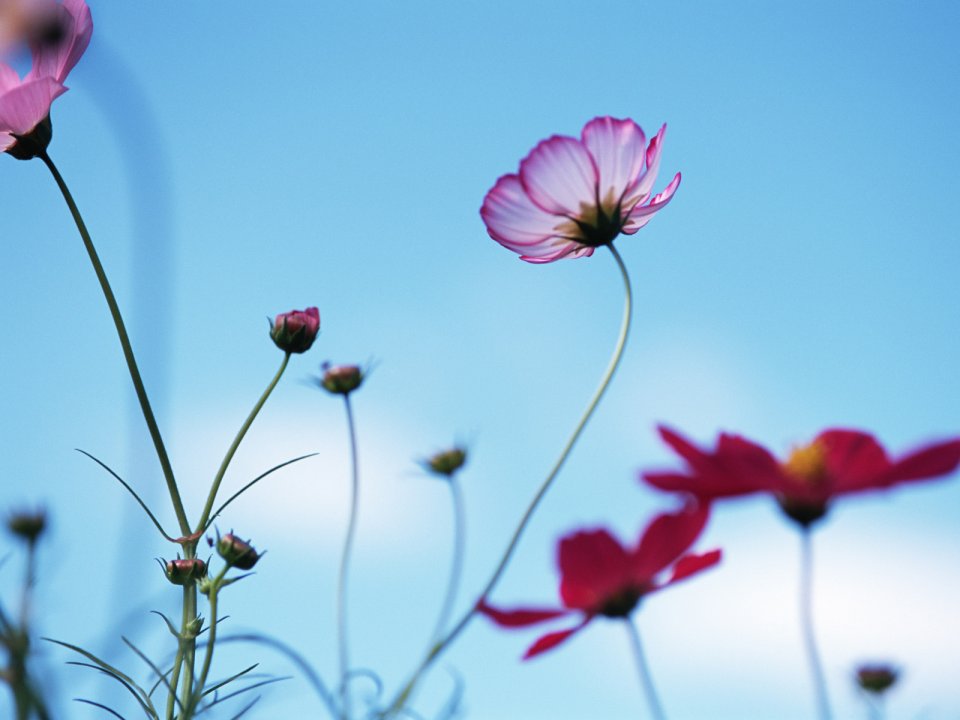 Beautiful Cosmos Flowers Under Blue Sky