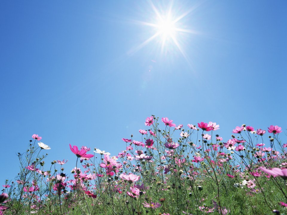 Cosmos Flowers Under Bright Blue Sky