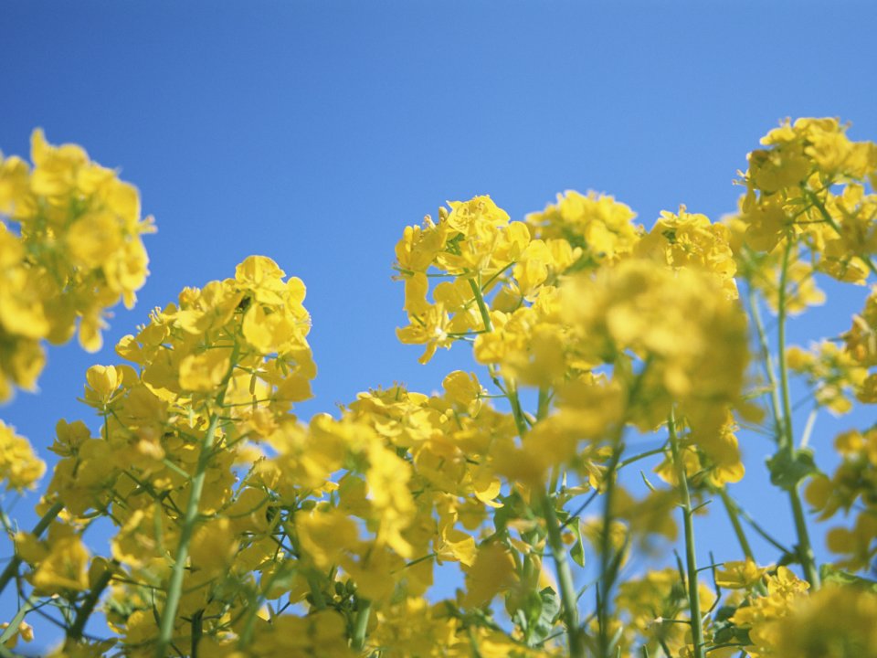 Bright Yellow Rapeseed Flowers Under Blue Sky
