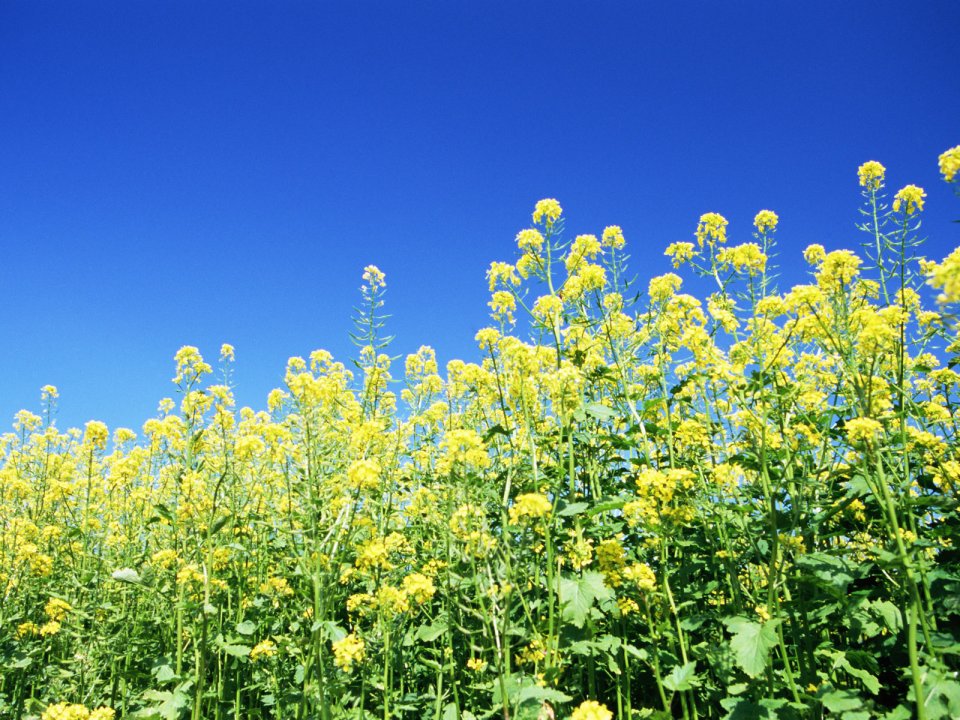 Bright Rapeseed Flowers Under Blue Sky