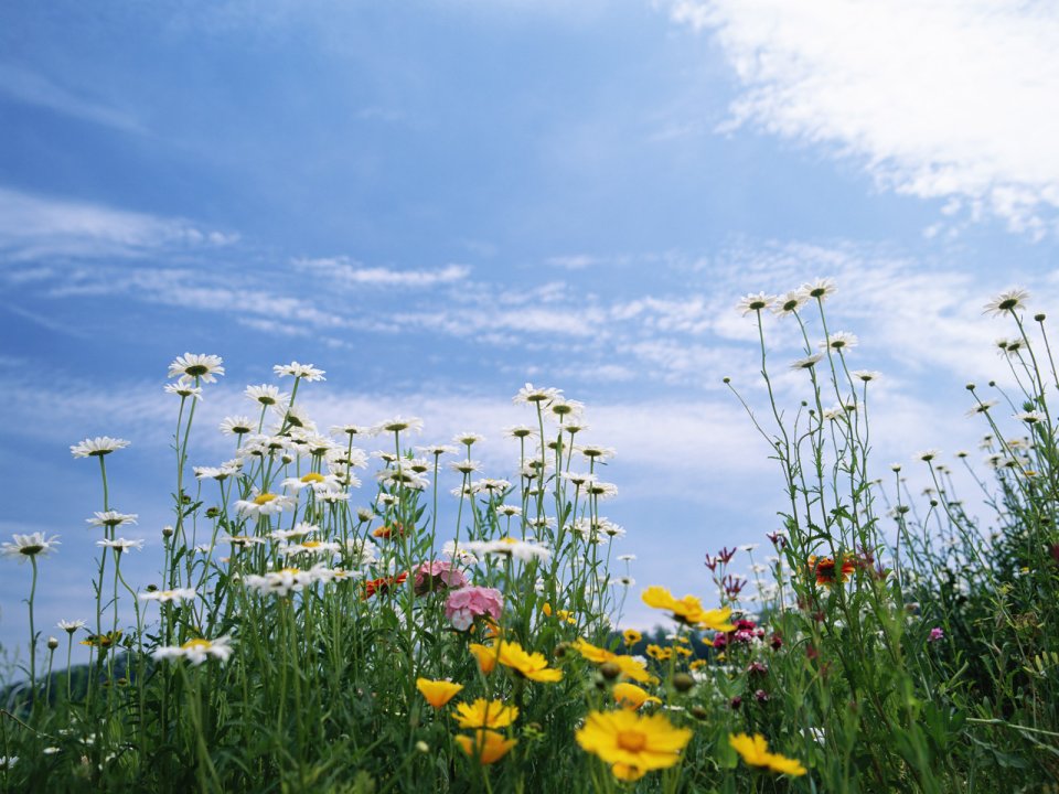 Fresh Daisies Under Blue Sky