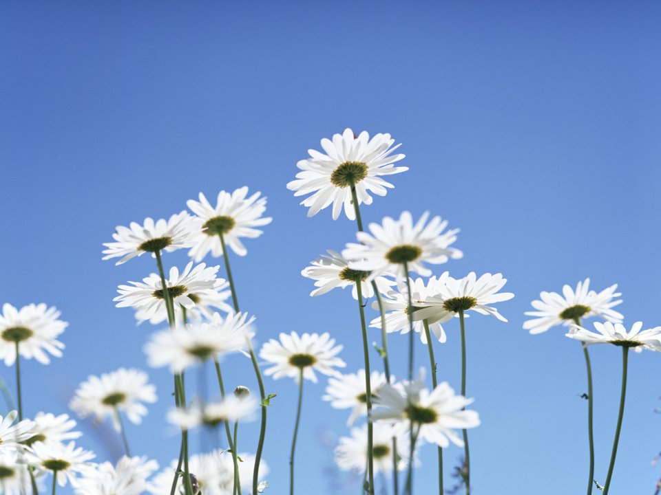 White Daisies Under Blue Sky