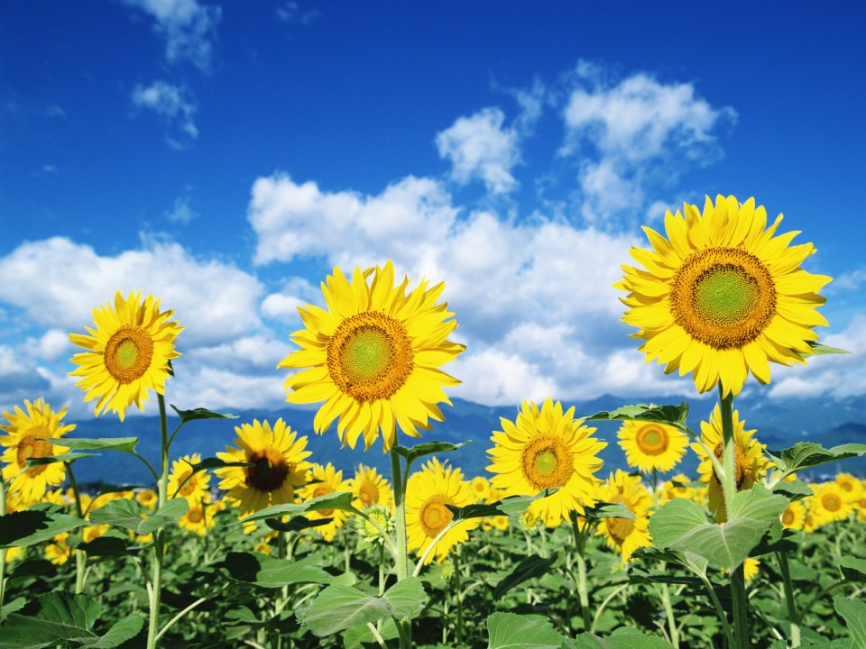 Bright Sunflowers Under Blue Sky