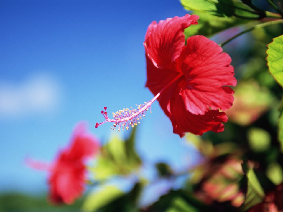 Red Hibiscus Flower Against Blue Sky