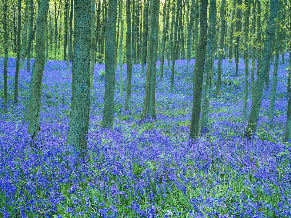 Bluebells Forest Scenery