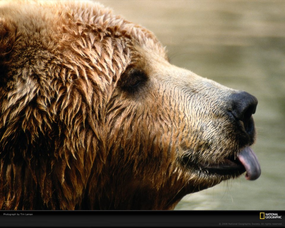 Brown Bear Side Profile National Geographic