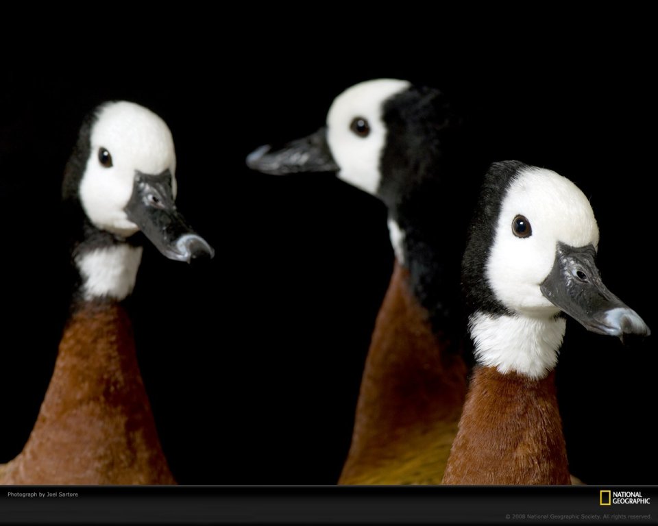 White Headed Duck Closeup Joel Sartore