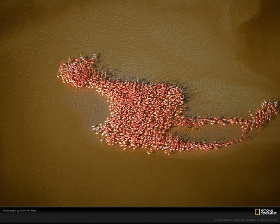 Flamingo Flock Forms Pattern On Water By Robert Haas