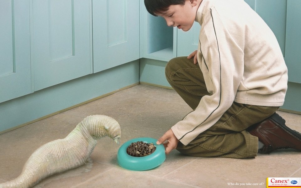 Boy Feeding Canex Pet Food Kitchen