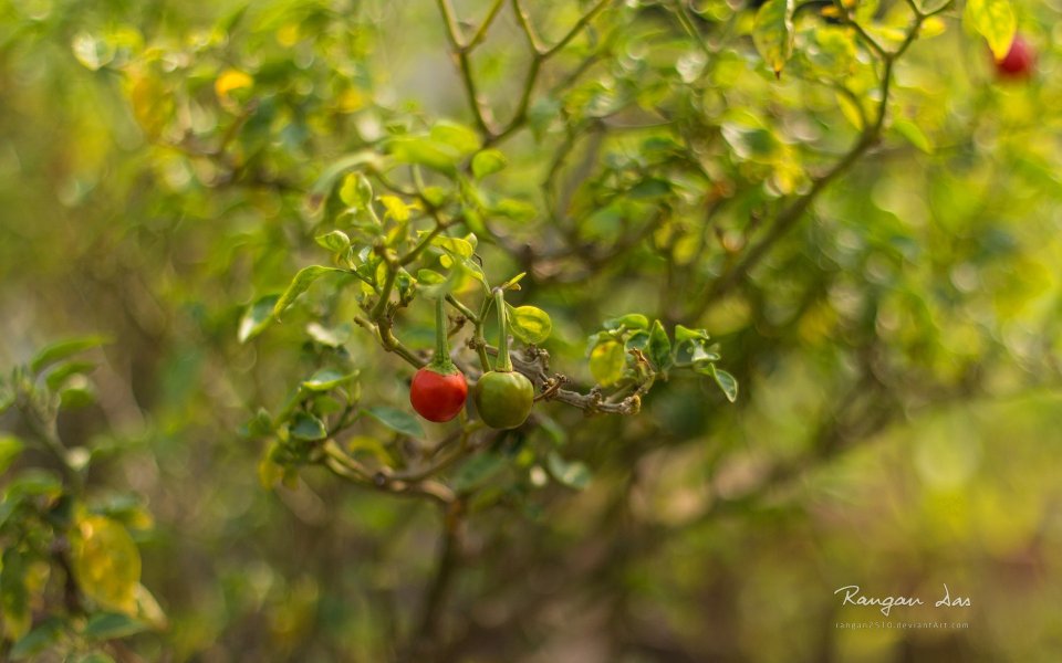 Red And Green Pepper On Branch