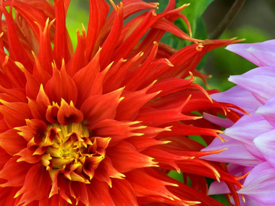 Vibrant Red Dahlia Closeup