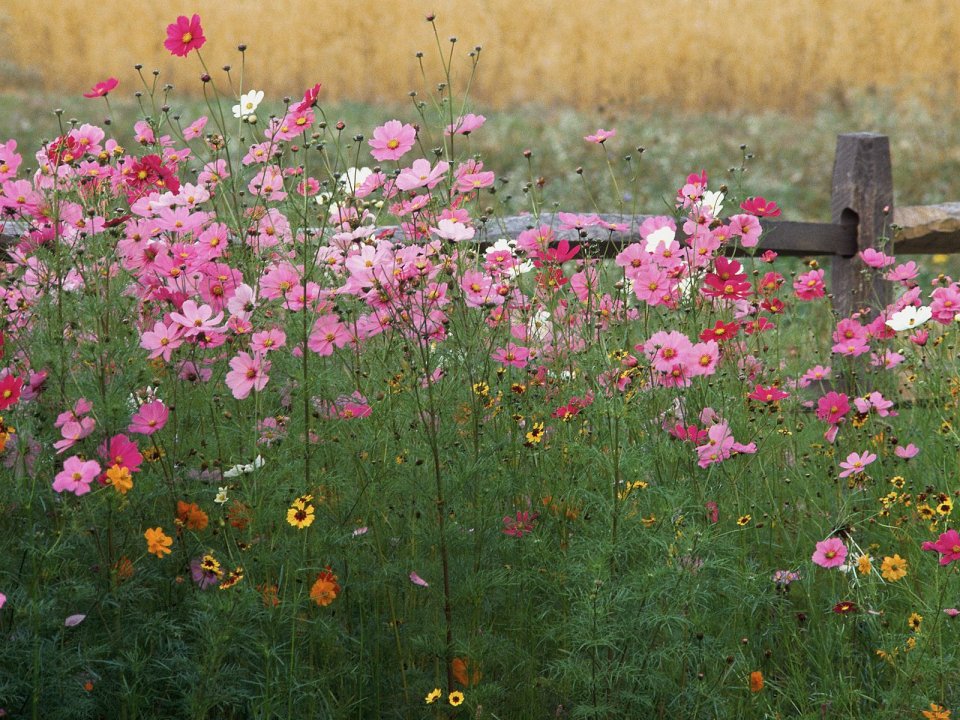 Colorful Wildflowers Pink Cosmos By Fence