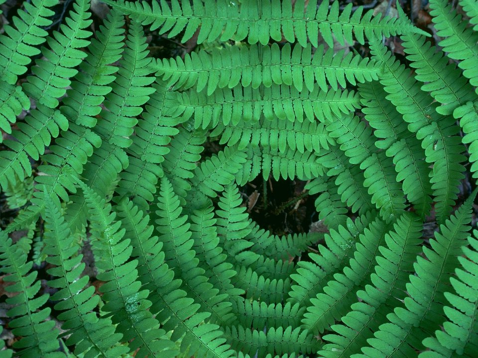 Converging Ferns Fern Pattern