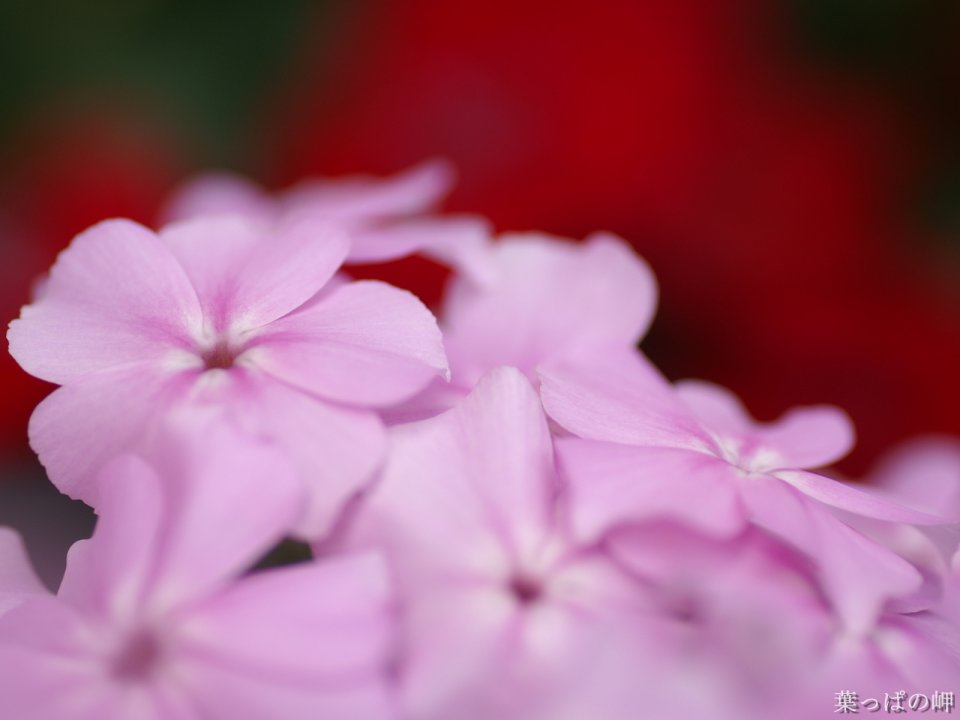 粉色绣球花特写：柔美与浪漫的视觉盛宴