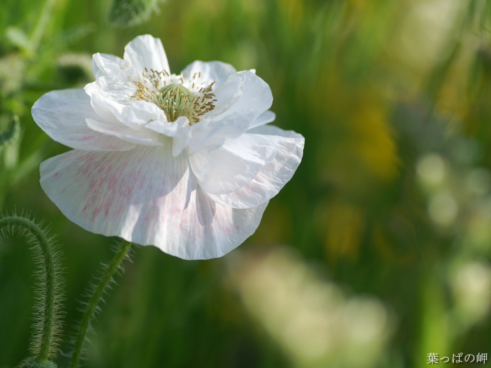 White Poppies Macro Photography Tender Petals And Gentle Light