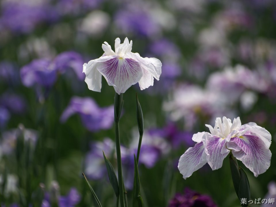 White Iris In Japanese Garden