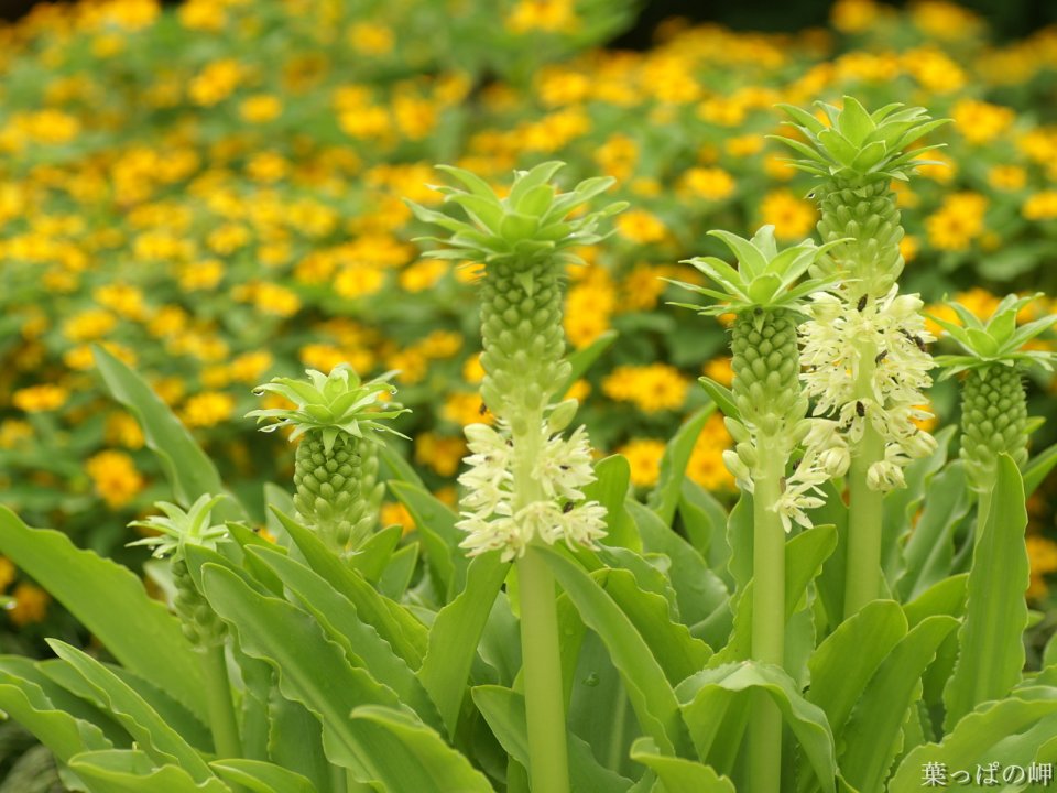 Green Plants And White Flowers In Japanese Garden