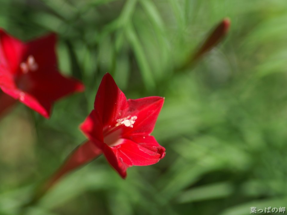 Japanese Ivy Flower Special Closeup Red Petal Beauty