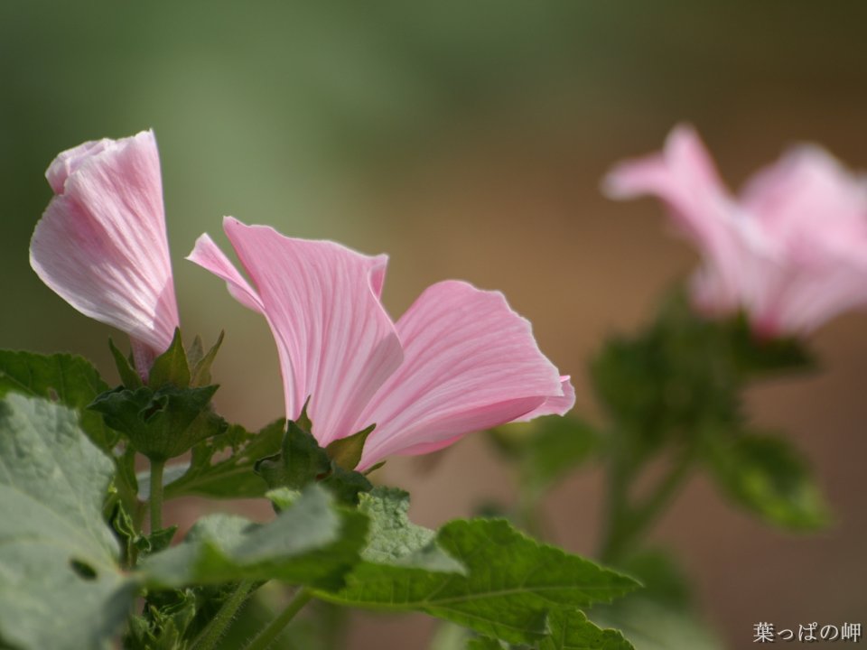 Japanese Hibiscus Realistic Photography