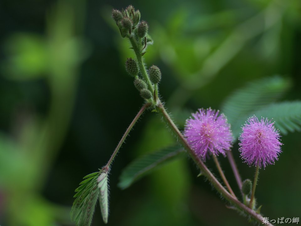 Japanese Mimosa Micro Photography Purple Blossoms