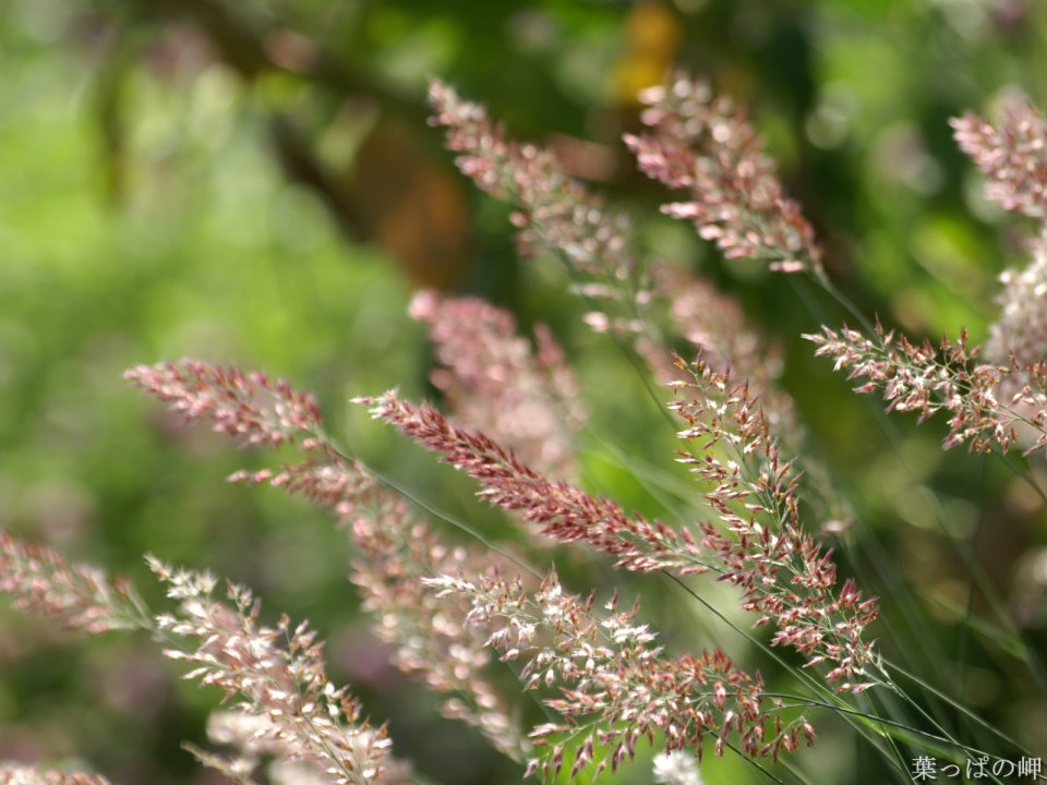 Pink Grass Flower Macro Photography