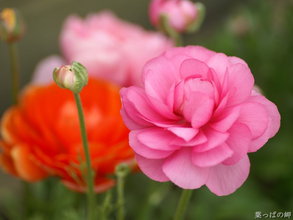 Blooming Ranunculus: Pink And Orange Delicate Beauty