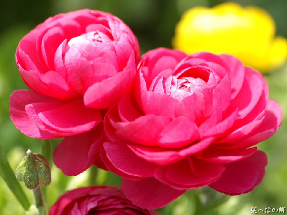 Pink Carnation Japanese Garden Special