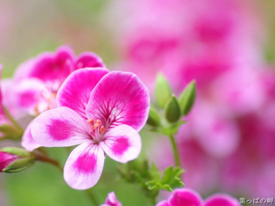 日本风格粉色花卉特写
