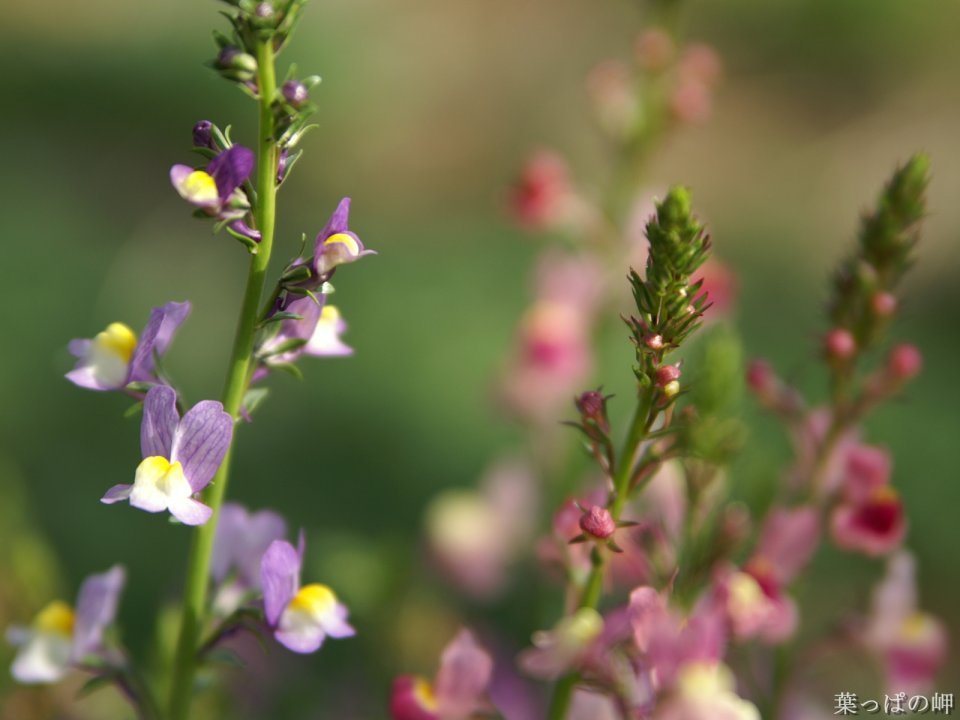 Japanese Spring Purple Flower Photography