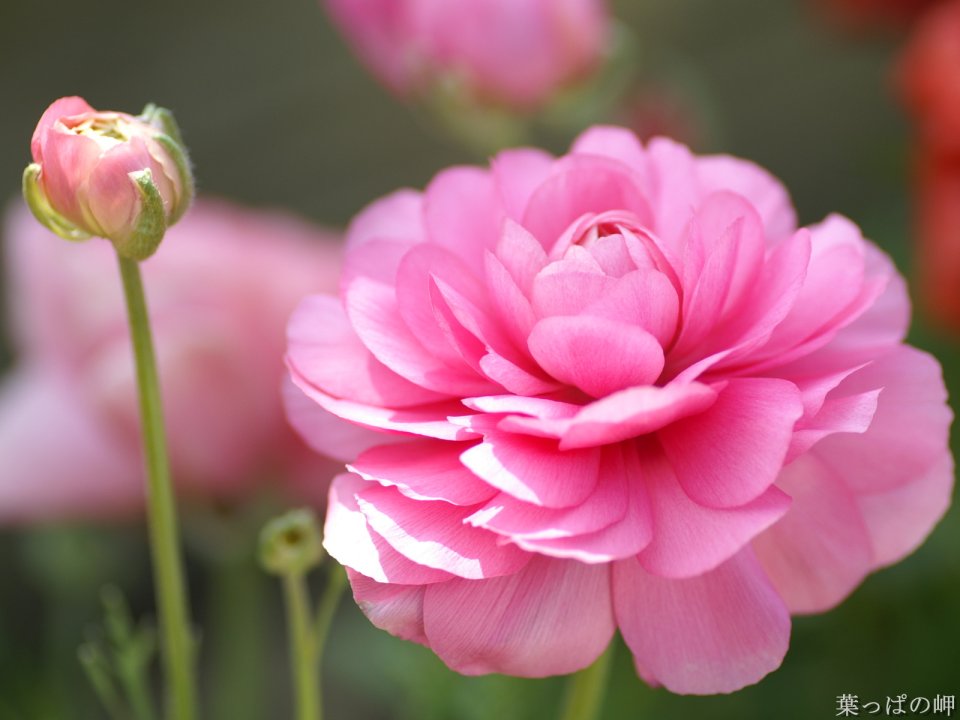 粉色毛茛花特写