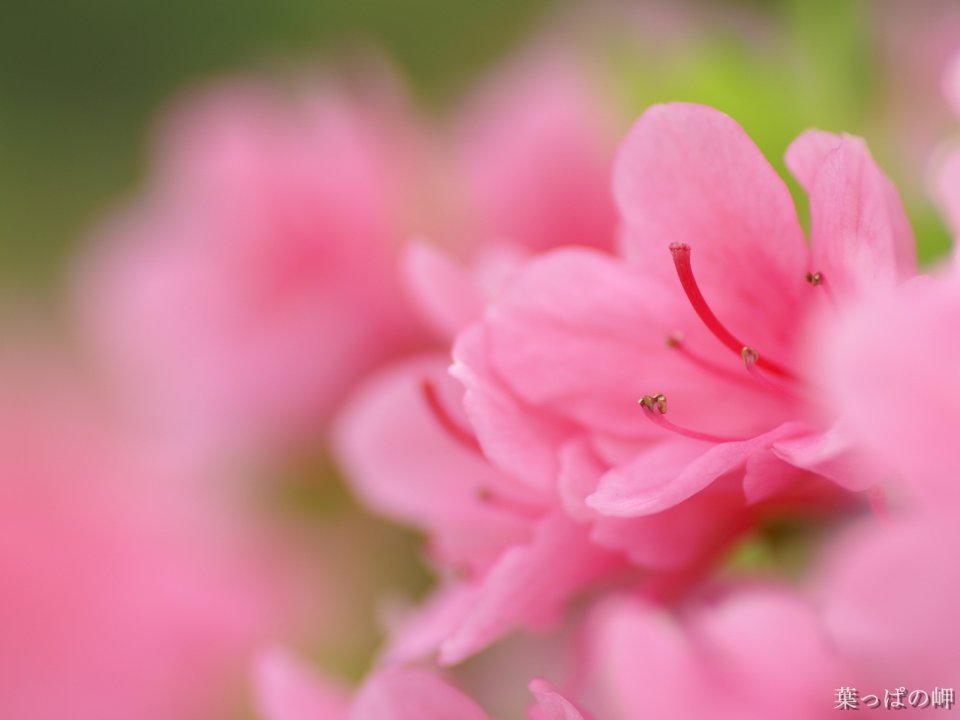 日本春季粉色杜鹃花特写