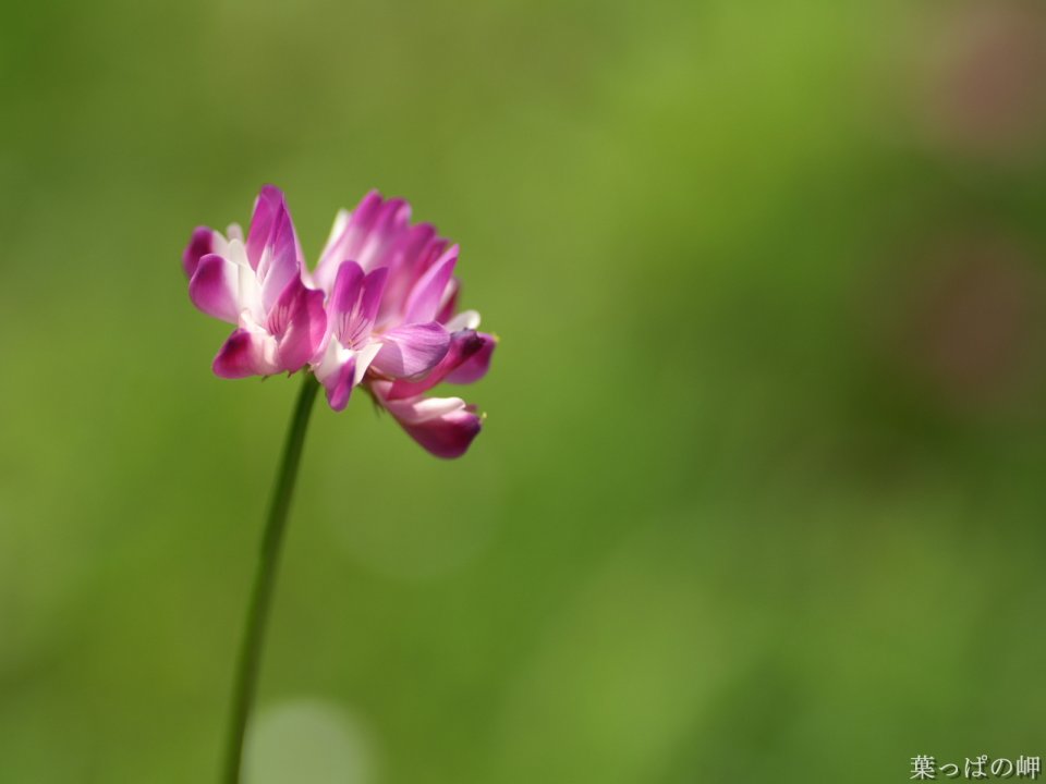 日本春天的紫色小花「葉っぱの岬」