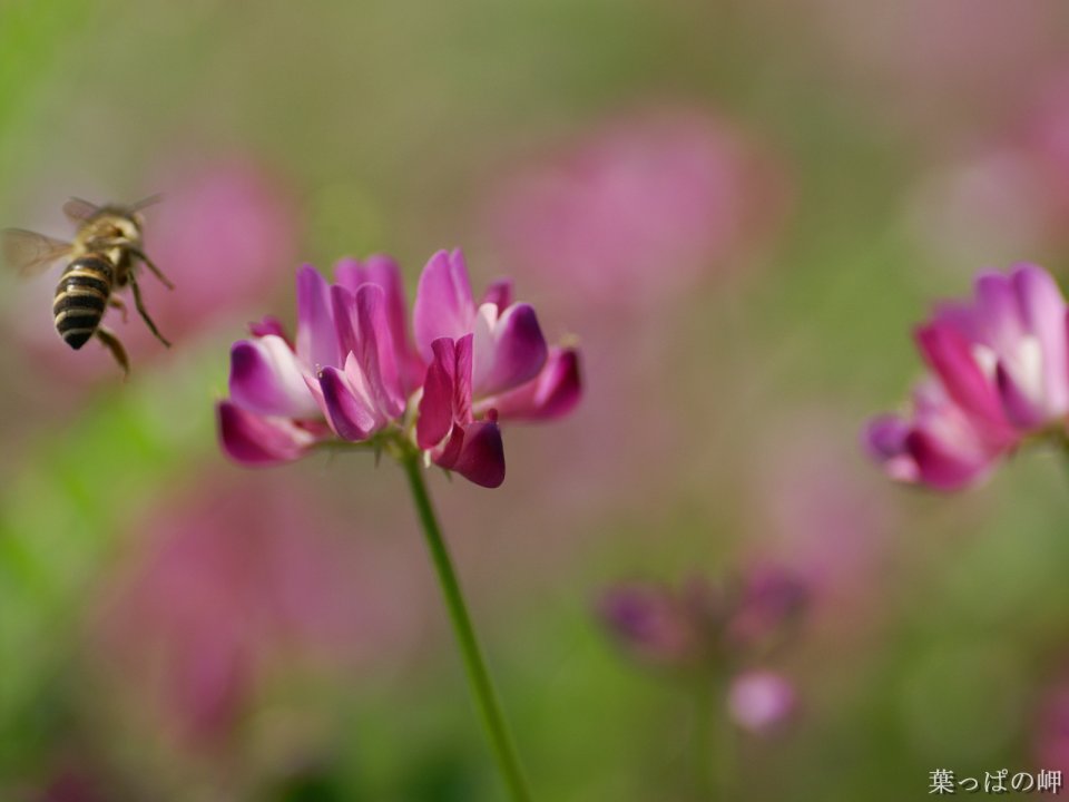 日本花丛中的蜜蜂与紫花
