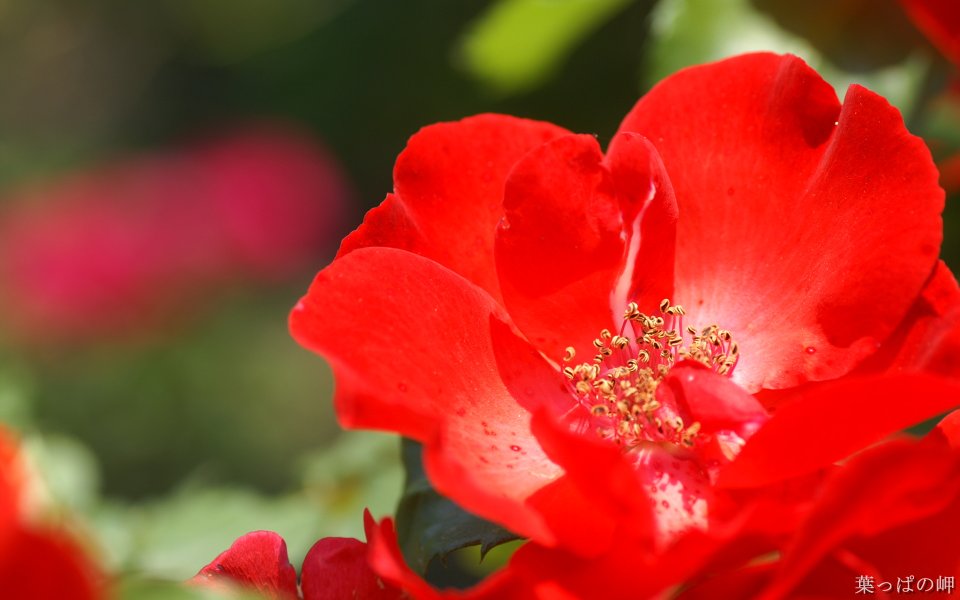 Vibrant Blooming Red Rose Closeup